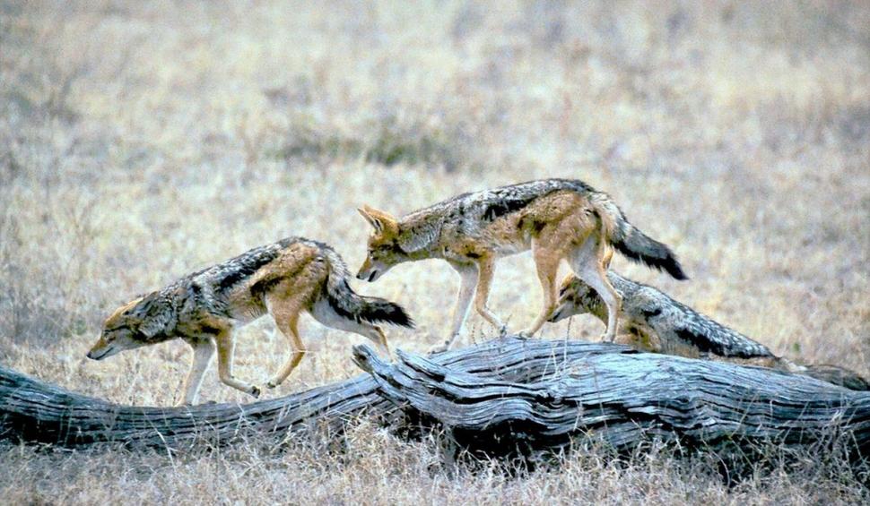 O zonă din România, invadată de șacali. "Ei se organizează în haite ca lupii. Te sperii să ieşi afară" 799775