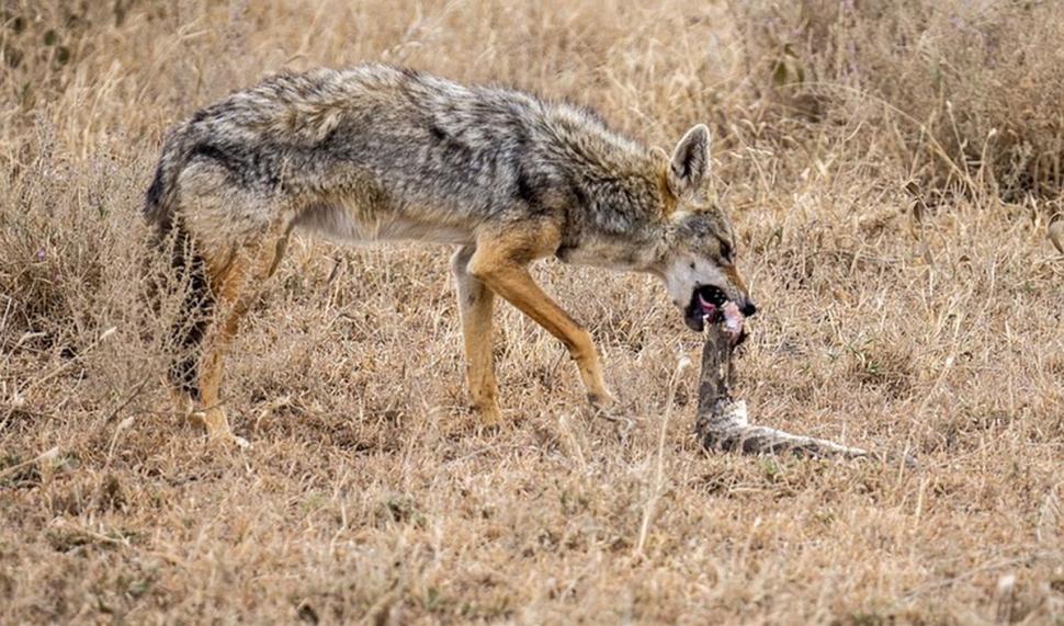 O zonă din România, invadată de șacali. "Ei se organizează în haite ca lupii. Te sperii să ieşi afară" 799776