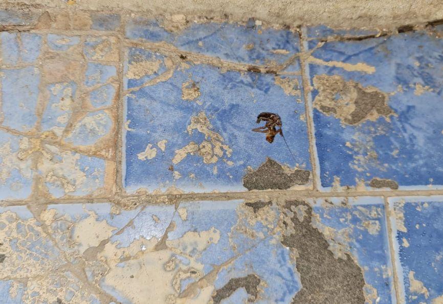 O brutărie din cartierul bucureştean Rahova a fost închisă temporar. Comisarii ANPC au găsit acolo insecte vii și moarte 800071