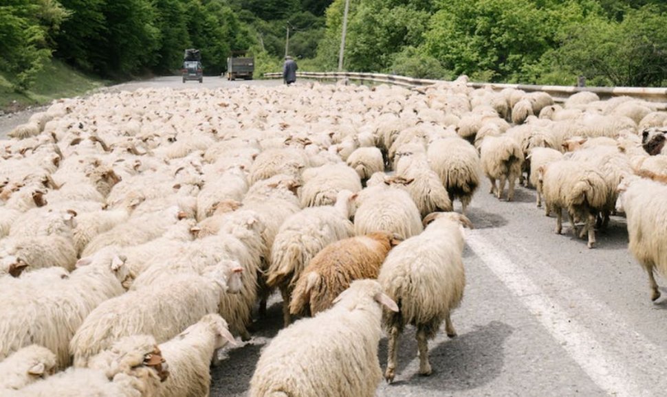 O mașină a intrat într-o turmă de oi, pe un drum din Prahova. Pasagerii au rămas blocați