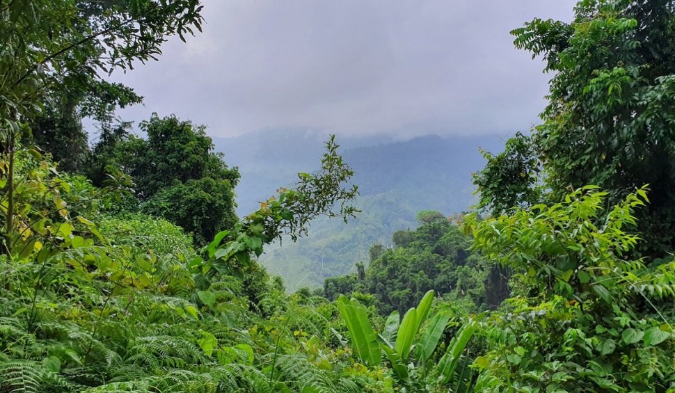 Cele mai mari națiuni cu păduri tropicale formează o alianță pentru salvarea junglei, după zece ani de discuții. Declarația, semnată la Summitul G20 