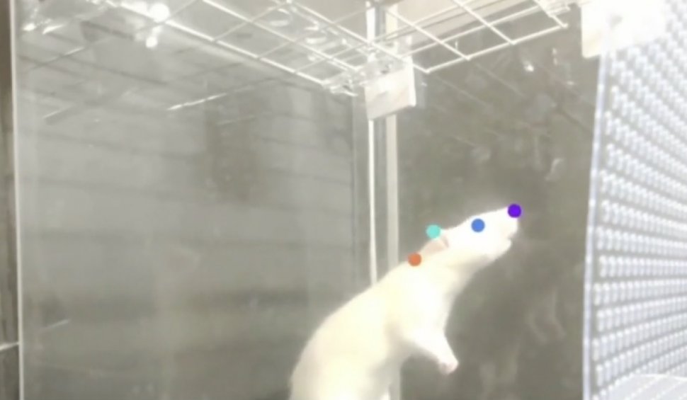 Instinctul de a dansa pe muzică a fost descoperit și la șoareci, într-un studiu al Universității din Tokyo