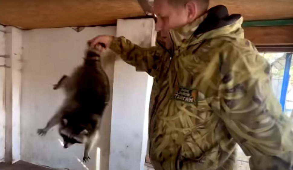Omul de afaceri rus care a furat ratonii de la un zoo din Herson şi-a găsit scuză