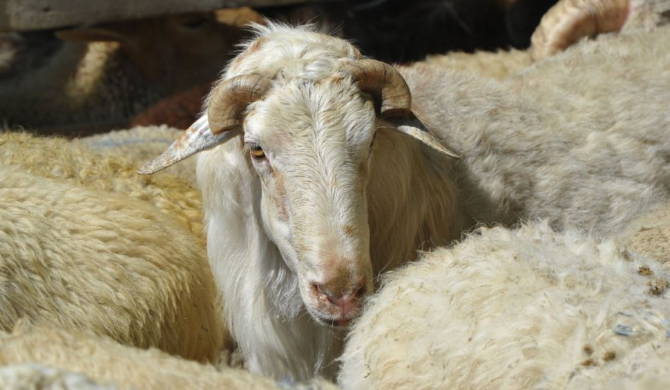 O turmă de oi din China se învârte în cerc de cel puţin 12 zile 