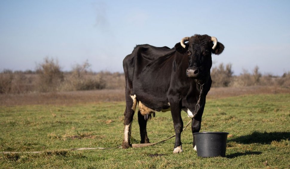 Vacile hrănite cu cânepă par să fie la fel de drogate ca oamenii. Efectele asupra laptelui pe care îl produc 