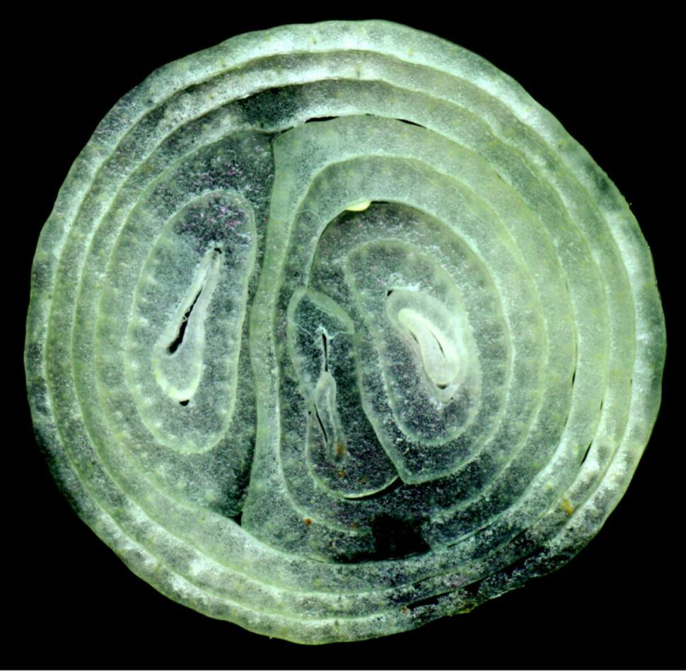 "Este ucigaşul infecţiilor". Lidia Fecioru: "Această legumă face minuni, e verificat de mine, e miraculoasă" 803728