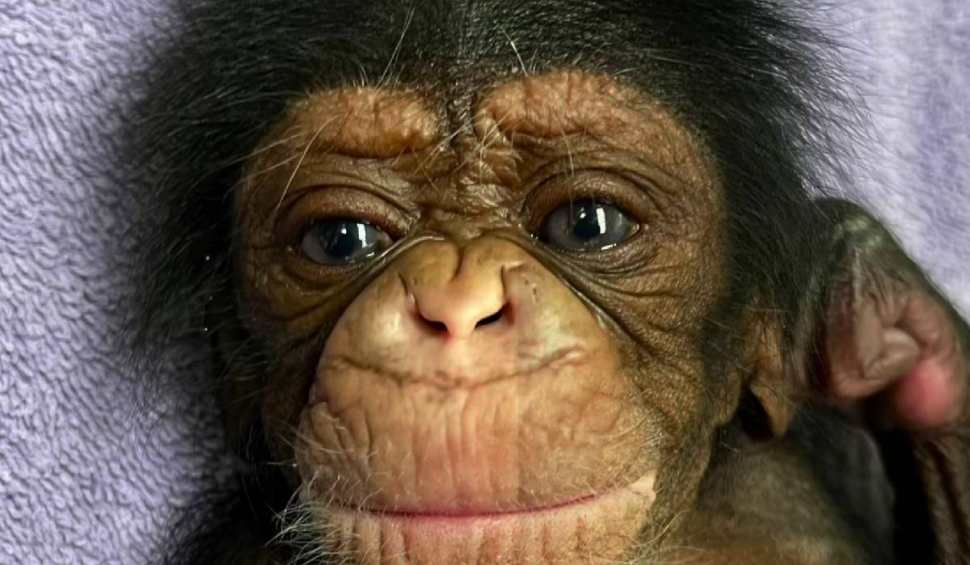 Reacția emoționantă a unei femele cimpanzeu care își vede pentru prima dată puiul. "Cei doi sunt pur şi simplu îndrăgostiţi"