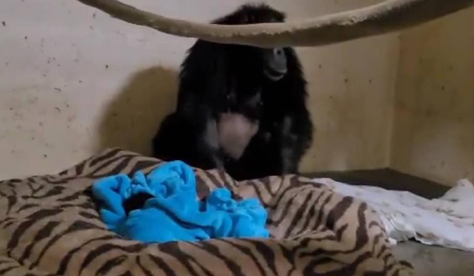 Reacția emoționantă a unei femele cimpanzeu care își vede pentru prima dată puiul. "Cei doi sunt pur şi simplu îndrăgostiţi" 801091