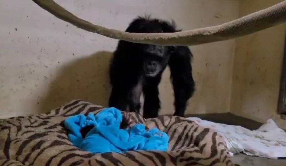 Reacția emoționantă a unei femele cimpanzeu care își vede pentru prima dată puiul. "Cei doi sunt pur şi simplu îndrăgostiţi" 801092