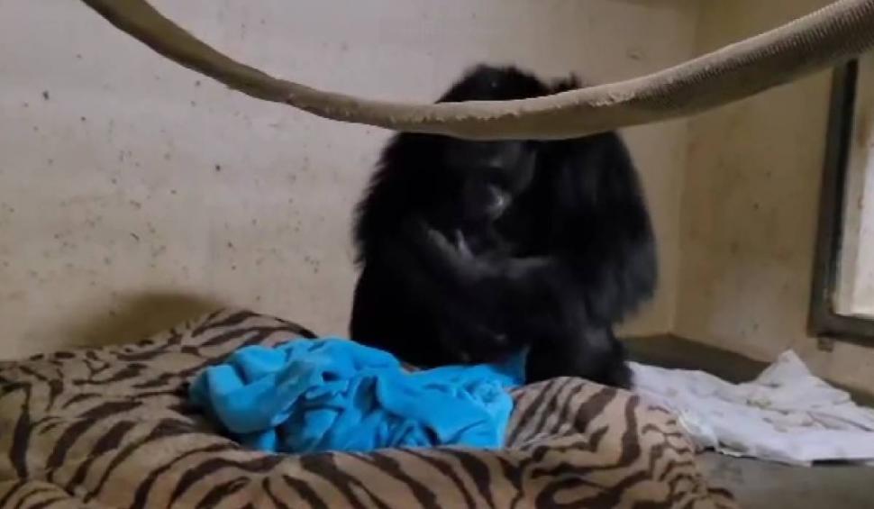 Reacția emoționantă a unei femele cimpanzeu care își vede pentru prima dată puiul. "Cei doi sunt pur şi simplu îndrăgostiţi" 801093