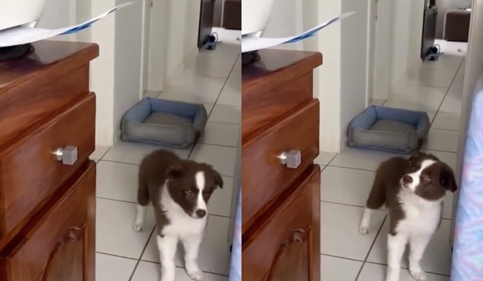 Reacția unui câine care vede pentru prima dată o imprimantă, virală pe internet: "Asta numesc eu sprint!"