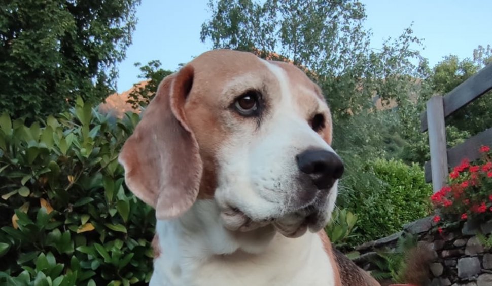 Un italian oferă recompensă 50.000 de euro ca să afle cine i-a otrăvit câinele. Beagle-ul Snoopy a murit după ce a mâncat chifteluțe în curtea casei