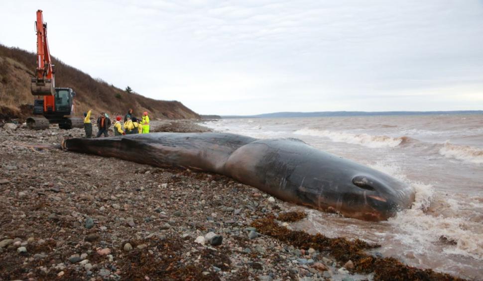 Un "monstru" marin, găsit mort cu 150 kilograme de unelte de pescuit în stomac. Oamenii de știință cred că a murit de foame 801483
