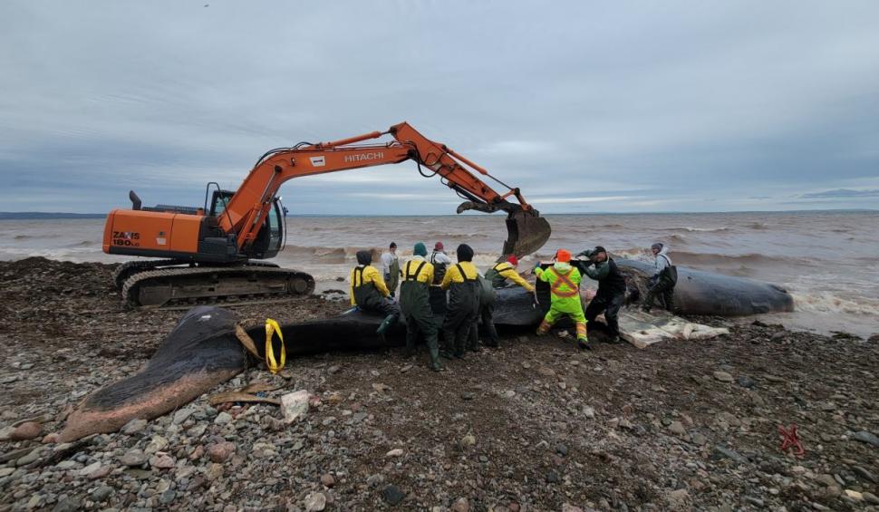 Un "monstru" marin, găsit mort cu 150 kilograme de unelte de pescuit în stomac. Oamenii de știință cred că a murit de foame 801484