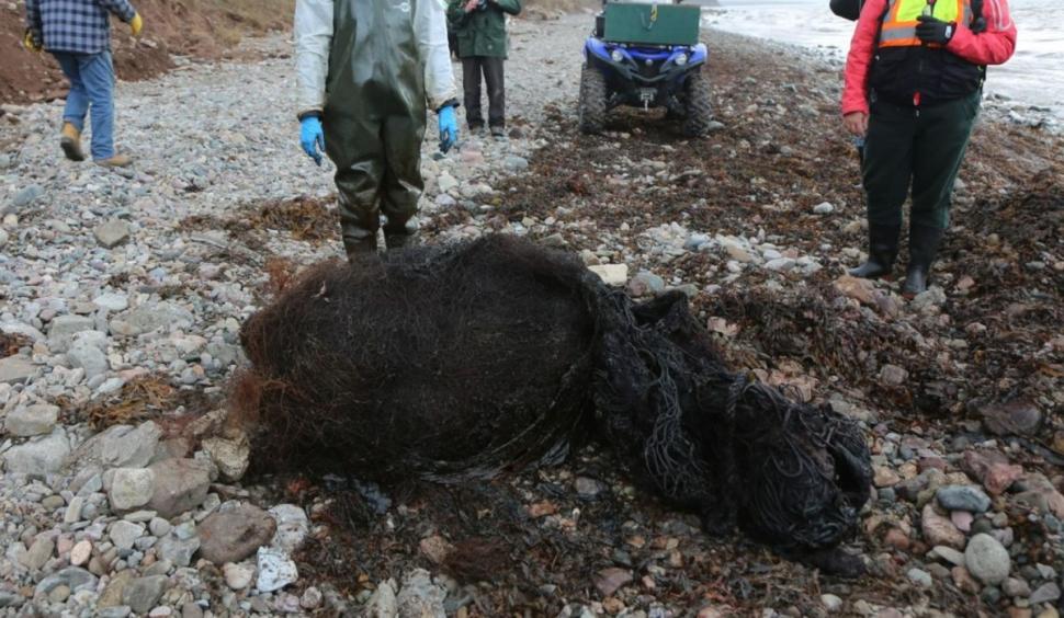 Un "monstru" marin, găsit mort cu 150 kilograme de unelte de pescuit în stomac. Oamenii de știință cred că a murit de foame 801485