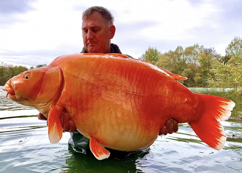 Aşa arată cel mai mare peşte auriu din lume. Pescar: "A fost genial să-l prind, dar a fost și pur noroc"