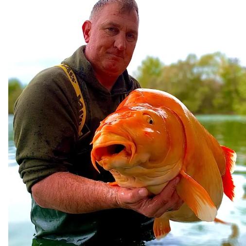 Aşa arată cel mai mare peşte auriu din lume. Pescar: "A fost genial să-l prind, dar a fost și pur noroc" 801565