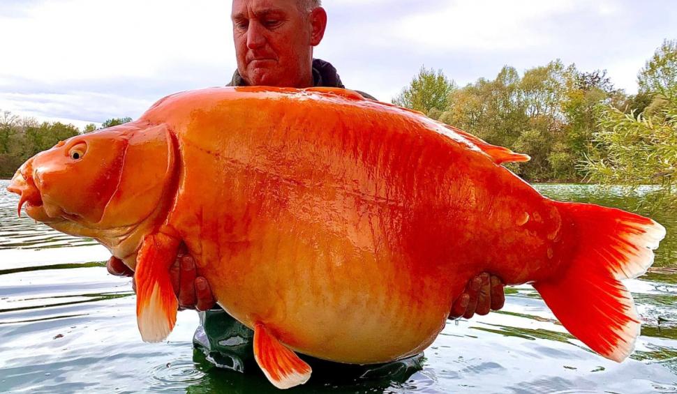 Aşa arată cel mai mare peşte auriu din lume. Pescar: "A fost genial să-l prind, dar a fost și pur noroc" 801566