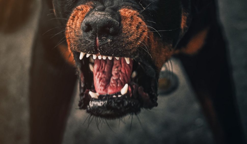 Cum să te comporţi cu un câine agresiv | Reguli de bază care îţi pot salva viaţa
