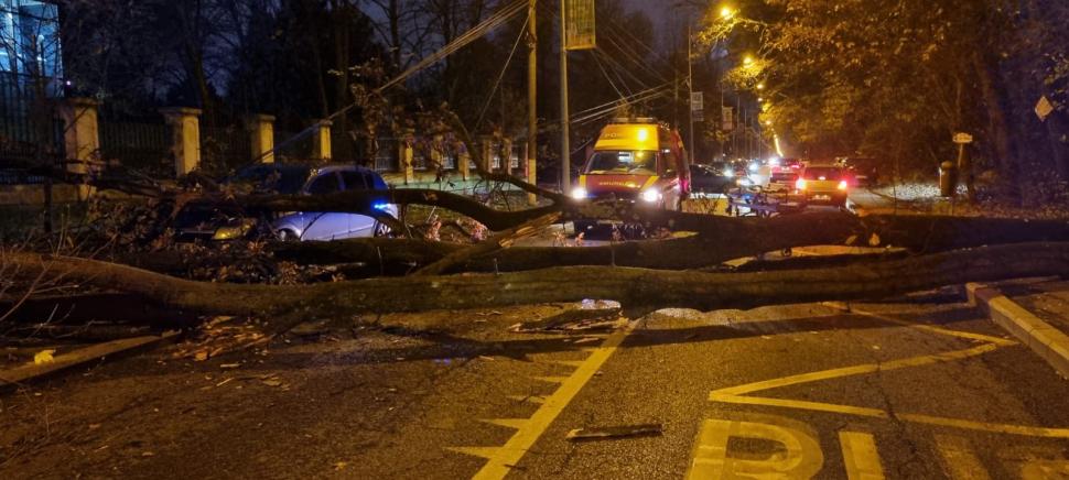 Copac căzut peste un bărbat, în fața clădirii Jandarmeriei Române din București. Arborele a blocat trotuarul și ambele sensuri de mers 801911