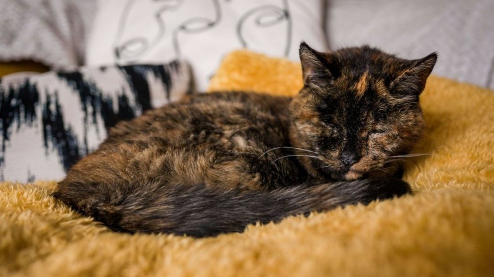 Ea este Flossie, cea mai bătrână pisică din lume. Are echivalentul a 120 de ani umani 