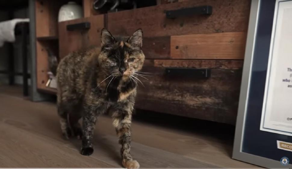 Ea este Flossie, cea mai bătrână pisică din lume. Are echivalentul a 120 de ani umani  801998