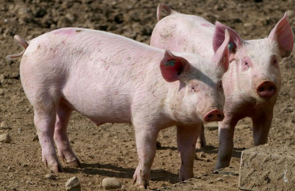 Zeci de focare de pestă porcină africană sunt active în România. Fermierii sunt disperaţi