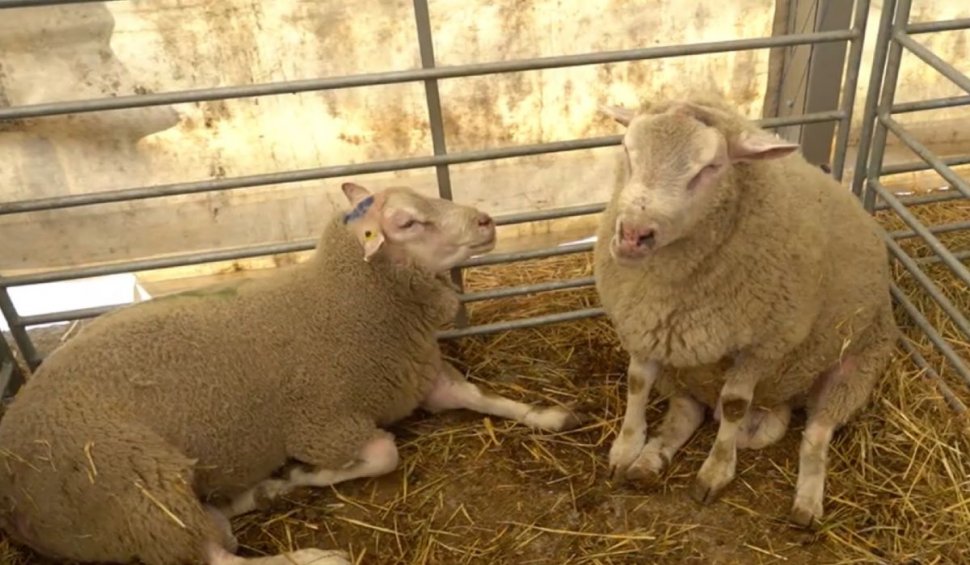 Prolific, o nouă rasă de oi creată de specialiştii Institutului Palas din Constanţa