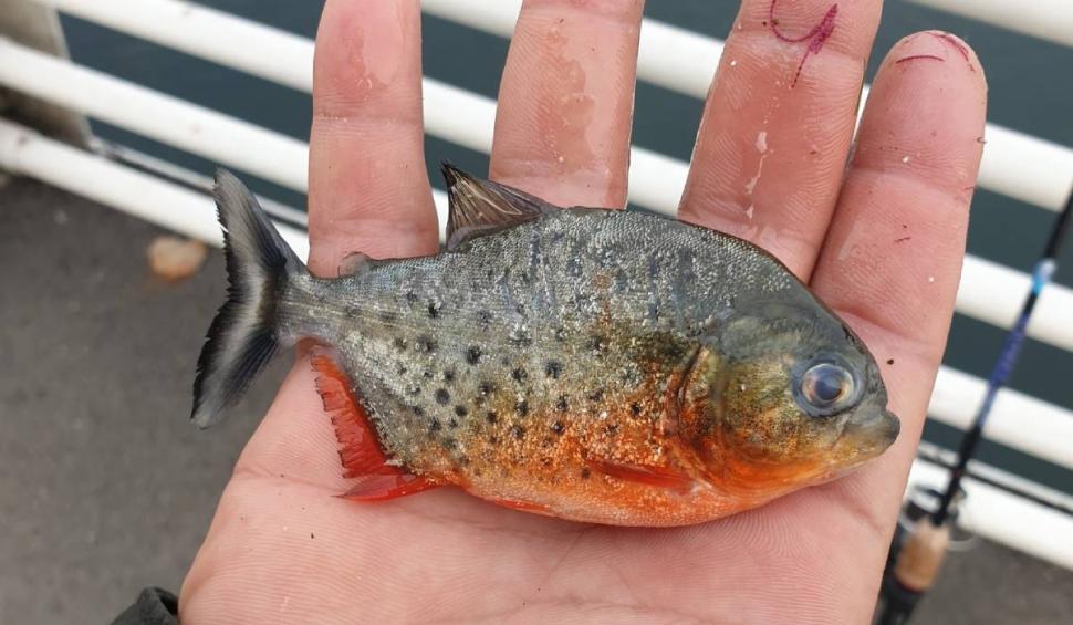Pericol în apele României! Un pește piranha a fost găsit de un pescar într-un râu din Bihor 803129