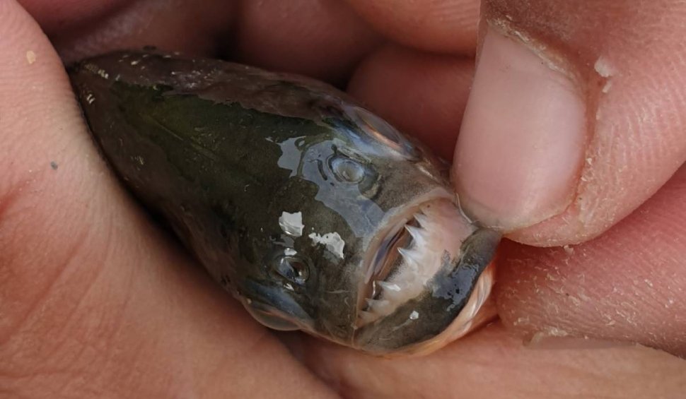 Pericol în apele României! Un pește piranha a fost găsit de un pescar într-un râu din Bihor