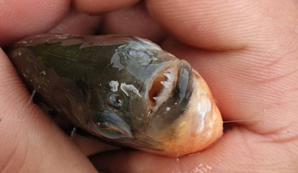 Pericol în apele României! Un pește piranha a fost găsit de un pescar într-un râu din Bihor 803131