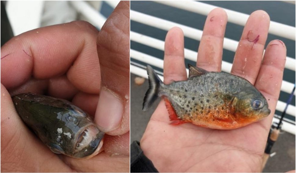 Garda de Mediu este în alertă | Un pește ucigaș cu burta roșie a apărut în apele noastre