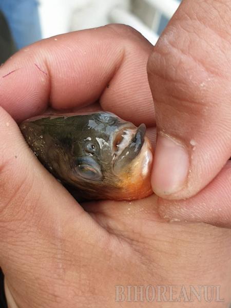 Garda de Mediu este în alertă | Un pește ucigaș cu burta roșie a apărut în apele noastre 803265