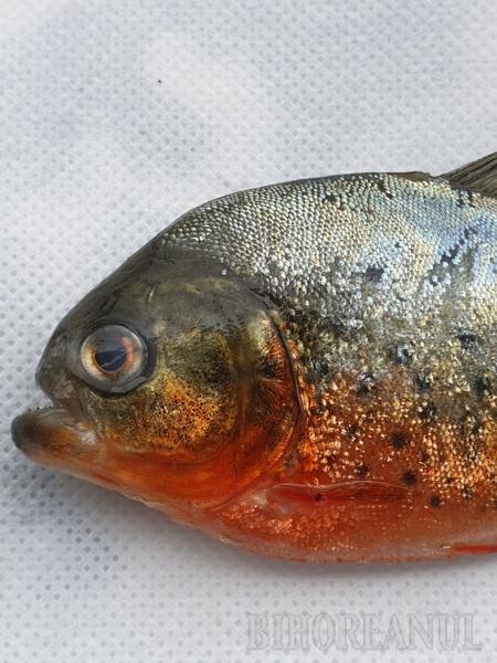 Garda de Mediu este în alertă | Un pește ucigaș cu burta roșie a apărut în apele noastre 803266