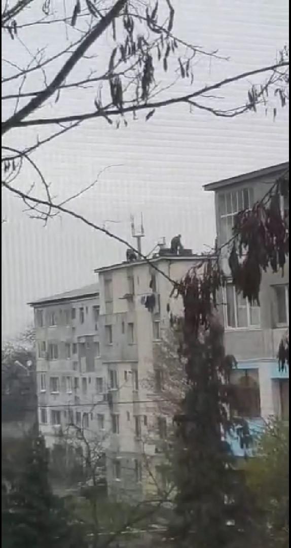 Români surprinşi când taie porcul pe bloc, la Baia Mare. Tot la înălţime l-au şi pârlit 803345