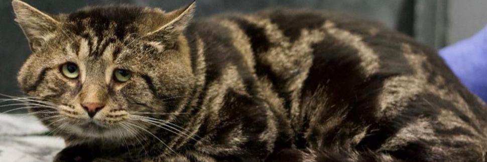 Fishtopher, numită "cea mai tristă pisică din lume", a fost adoptată 803542