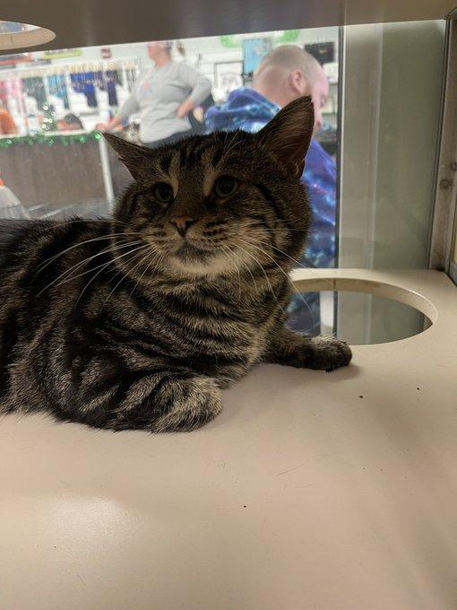 Fishtopher, numită "cea mai tristă pisică din lume", a fost adoptată 803543