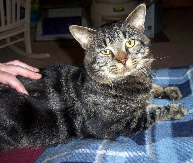 Fishtopher, numită "cea mai tristă pisică din lume", a fost adoptată 803544