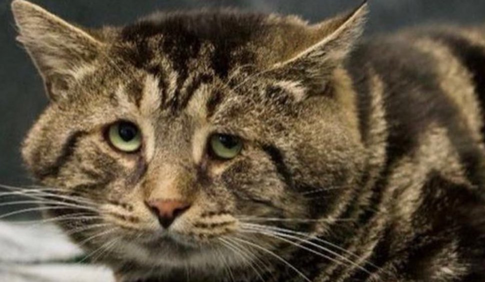 Fishtopher, numită "cea mai tristă pisică din lume", a fost adoptată