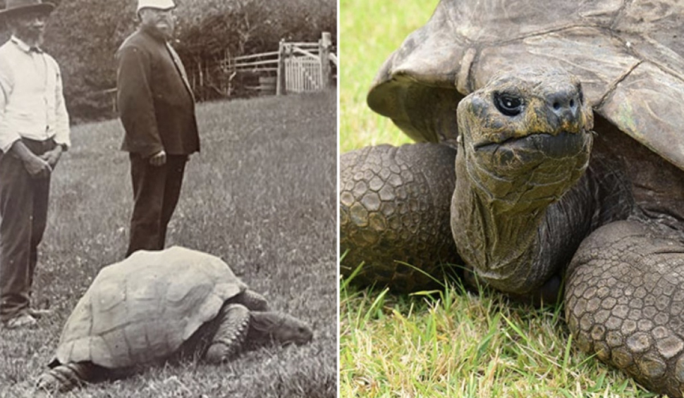 Cel mai bătrân animal terestru din lume, țestoasa Jonathan, a împlinit 190 de ani