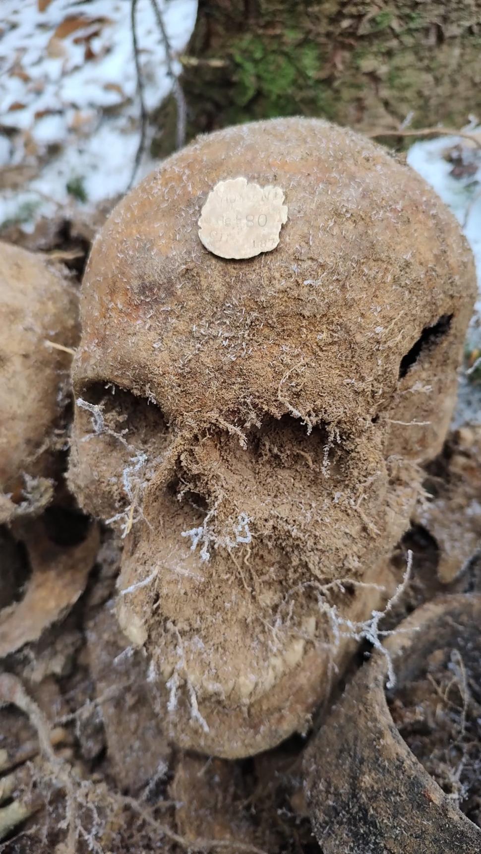 Scheletele a șase soldați, găsite de un arheolog amator, în Slănic Moldova, județul Bacău 803767