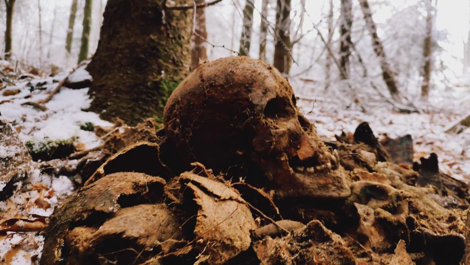 Scheletele a șase soldați, găsite de un arheolog amator, în Slănic Moldova, județul Bacău 803770