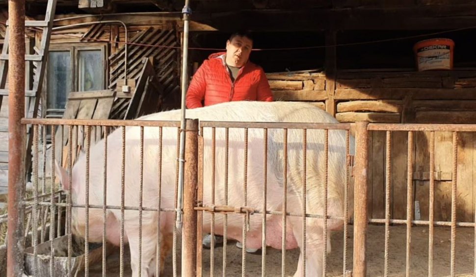 Suma uriaşă cerută pentru cel mai mare porc din România | Jardel a ajuns să cântărească 600 de kilograme