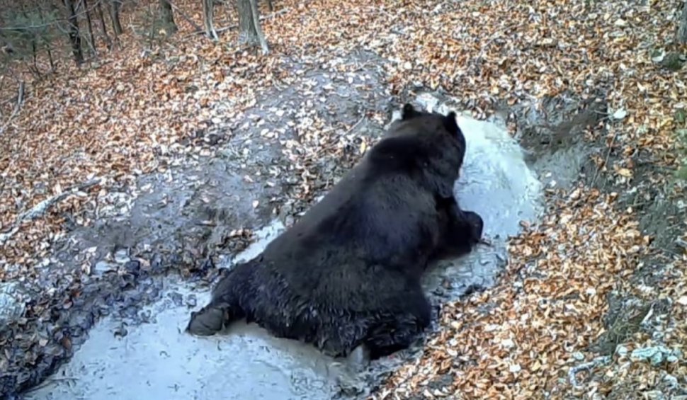 Momentul în care un urs se bălăcește într-o baltă din Munții Bucegi, viral pe internet: "Vă rugăm să-l scuzați, are puțină treabă"