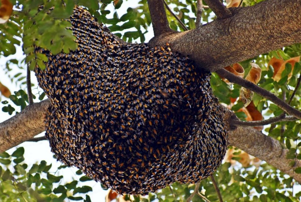 Un bărbat a murit după ce a fost înțepat de mii de albine. Credea că sunt reîncarnarea rudelor lui