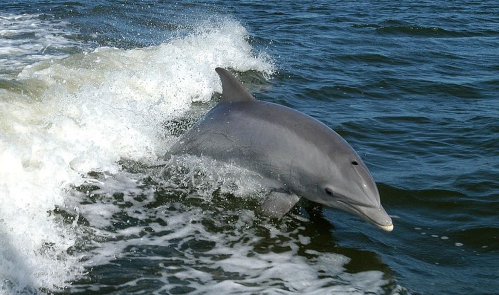 Masacrul delfinilor din Marea Neagră. Mii de delfini au murit din cauza invaziei ruse, acuză Zelenski