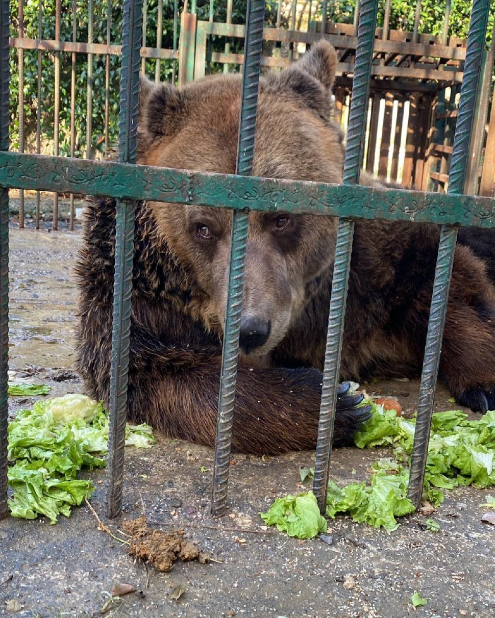 Povestea tristă a lui Mark, un urs salvat dupa 20 de ani petrecuți într-o cușcă la un restaurant din Tirana. "A plâns câteva luni după sora lui" 804412