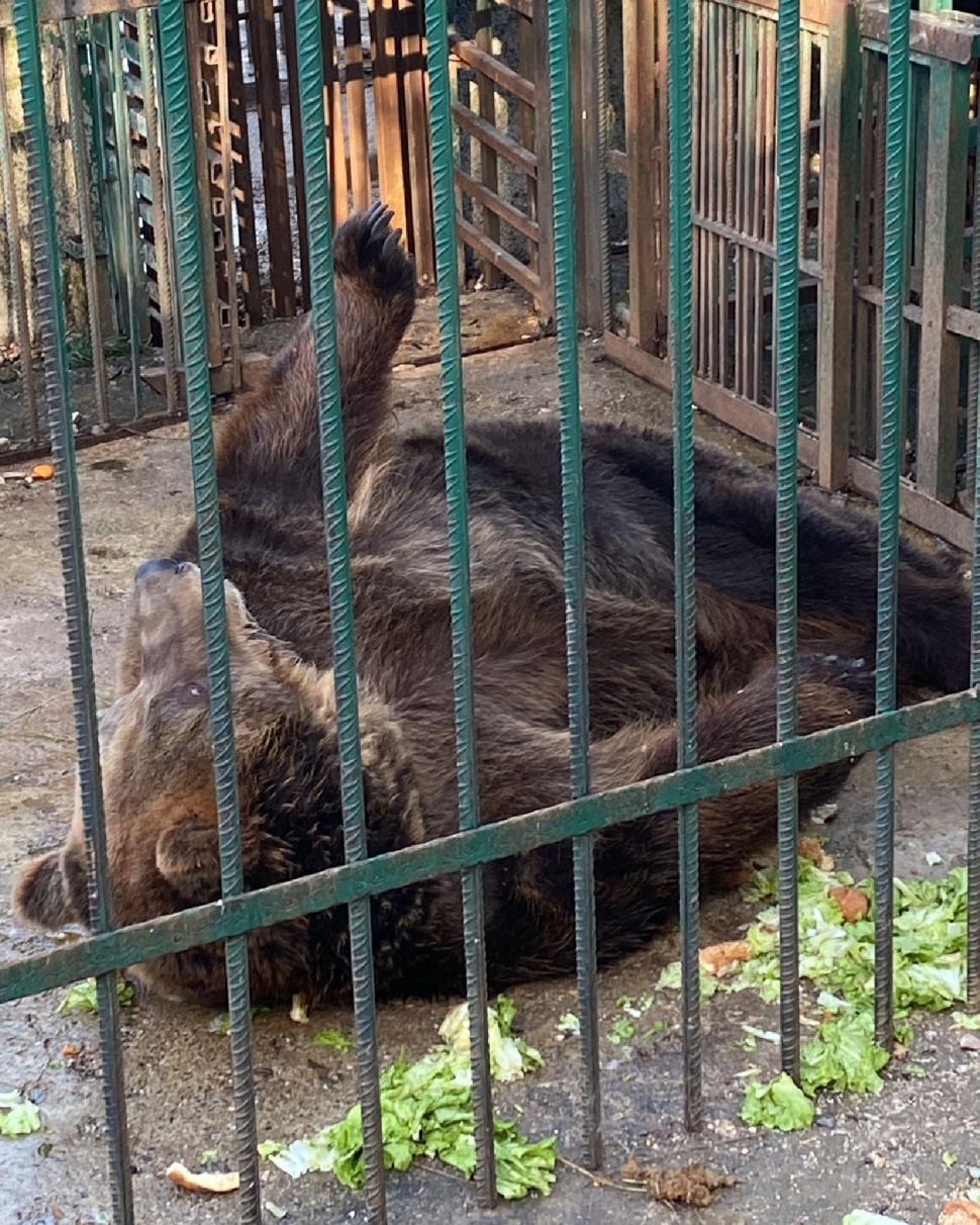 Povestea tristă a lui Mark, un urs salvat dupa 20 de ani petrecuți într-o cușcă la un restaurant din Tirana. "A plâns câteva luni după sora lui" 804413