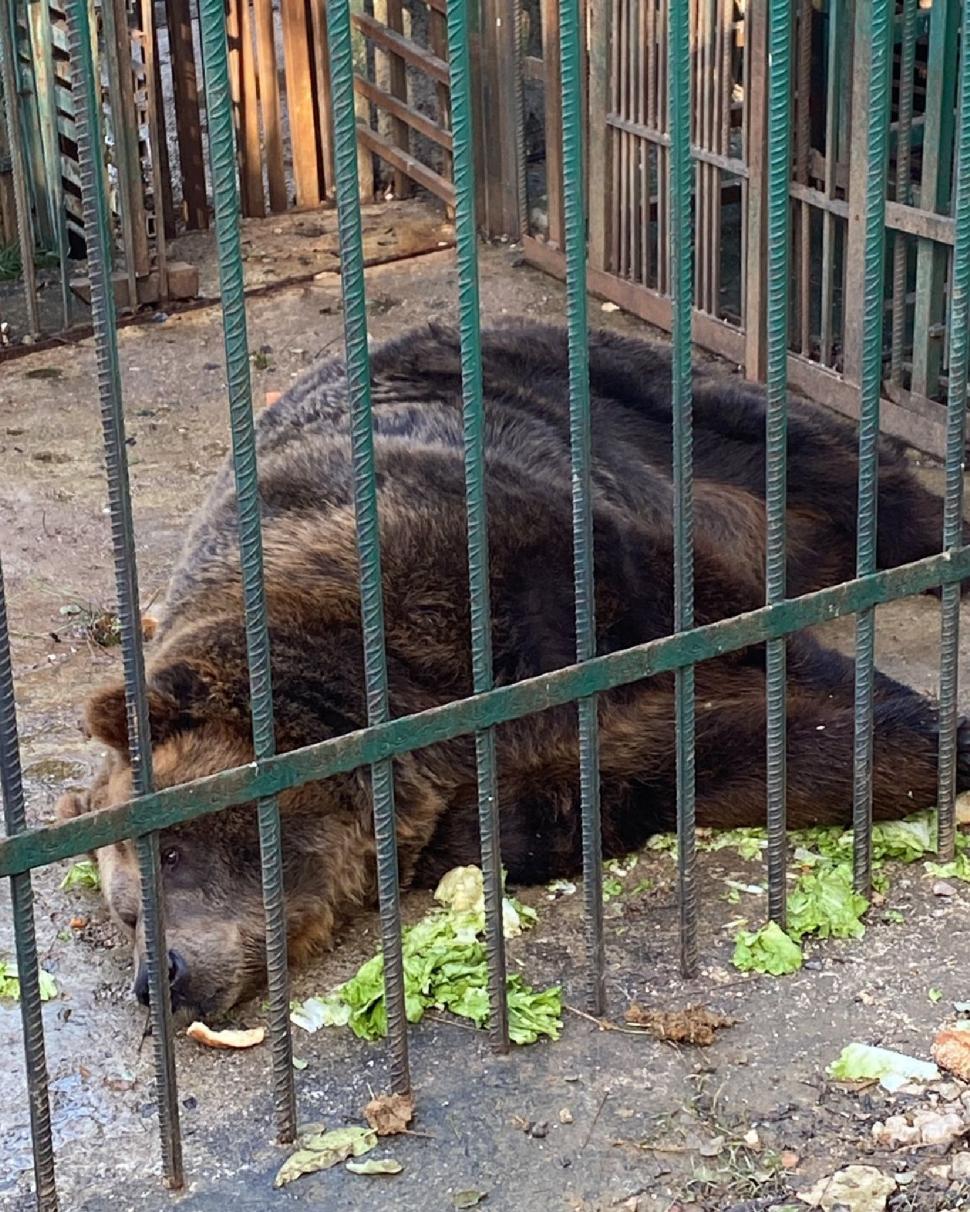 Povestea tristă a lui Mark, un urs salvat dupa 20 de ani petrecuți într-o cușcă la un restaurant din Tirana. "A plâns câteva luni după sora lui" 804414