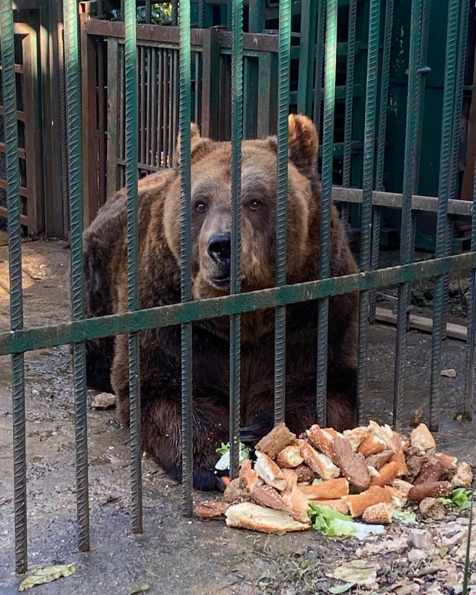 Povestea tristă a lui Mark, un urs salvat dupa 20 de ani petrecuți într-o cușcă la un restaurant din Tirana. "A plâns câteva luni după sora lui" 804415